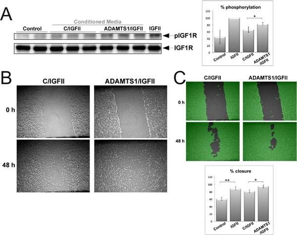 Effects of ADAMTS1 in IGFII signaling.