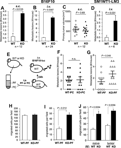 SSeCKS-null (KO) mice exhibit increased potential for peritoneal metastasis.