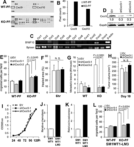 Melanoma-encoded Cxcr3 is required for the enhanced peritoneal metastasis in KO mice and for the enhanced chemotaxis to KO-PF.