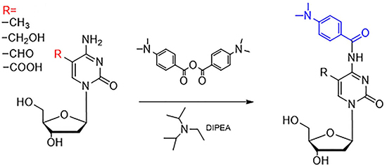 Derivatization of 5-mC, 5-hmC, 5-foC, and 5-caC by 4-dimethylamino benzoic anhydride.