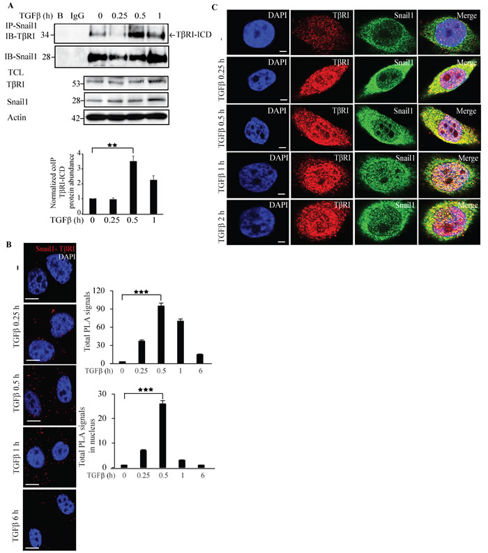 Snail1 interacts with T&#x3b2;RI.