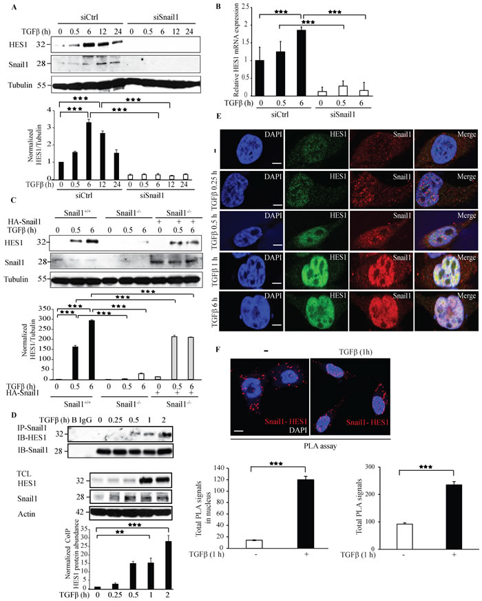 Knockdown of Snail1 expression by siRNA decreases Hes1 expression.