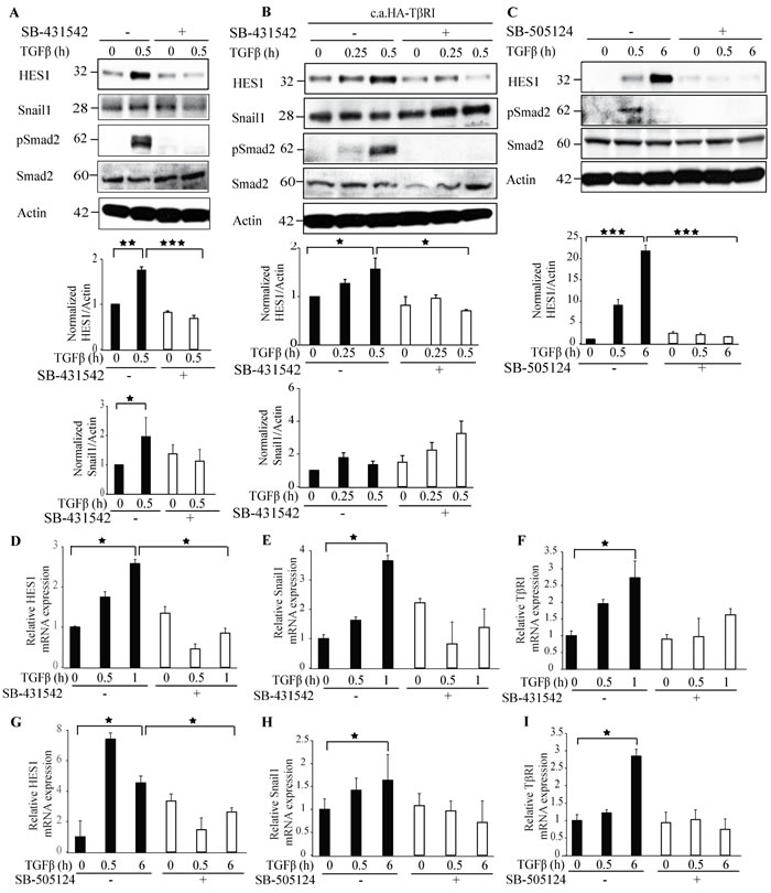 Treatment with T&#x3b2;RI kinase inhibitors decreases Hes1 expression.