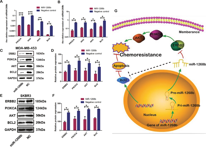MiR-1268b could suppress the ERBB2-mediated PI3K-AKT signaling pathway.
