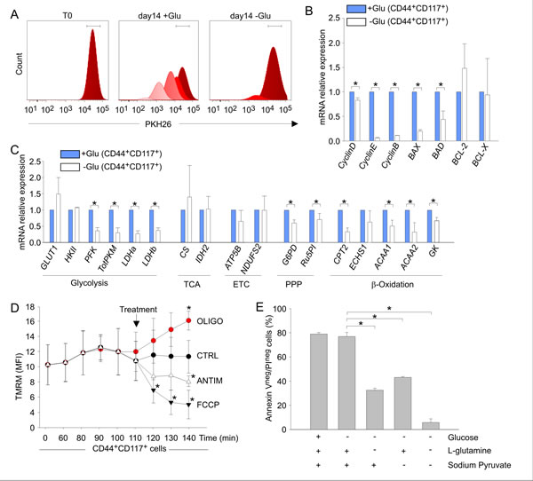 Glucose deprivation modulates the metabolic profile of ovarian cancer CD44