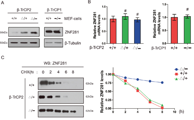 Disruption of the &#x03B2;-TrCP2, not &#x03B2;-TrCP1 gene, induces accumulation of ZNF281 in MEF cells