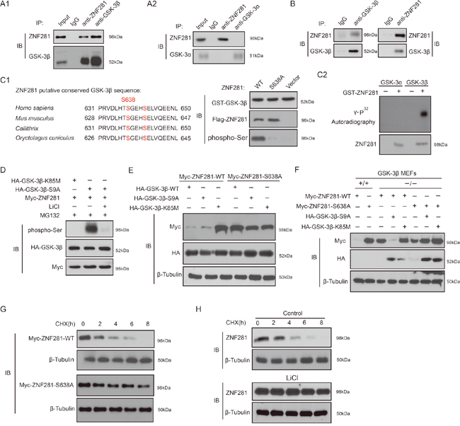 Phosphorylation of ZNF281 by GSK-3&#x03B2; is required for ZNF281 degradation