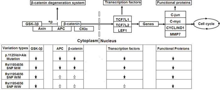 Schematic diagrams of Wnt/&beta;-catenin signaling pathway.