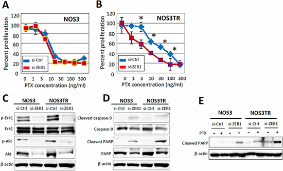 Restoration of PTX-sensitivity by silencing ZEB1 expression in chronic PTX-resistant EOC cells.