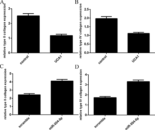 Overexpression of UCA1 decreased the expression of the type II collagen and type IV collagen.