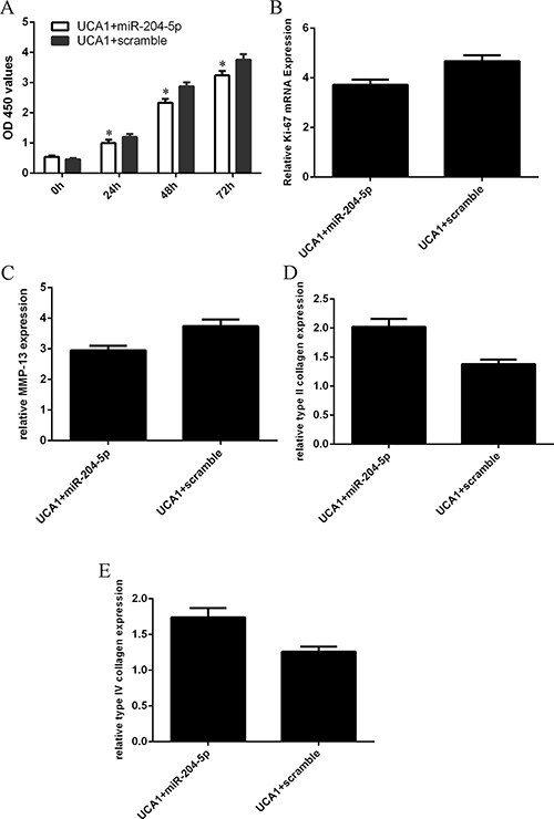 Elevated expression of UCA1 regulated the chondrocytes cell proliferation and collagen expression through inhibiting the miR-204-5p expression.
