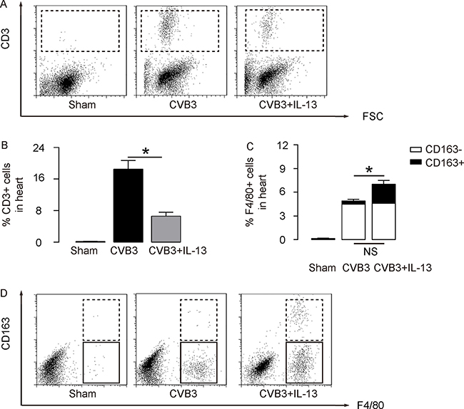 IL-13 reduces T lymphocyte immunity and induces M2 macrophage polarization.