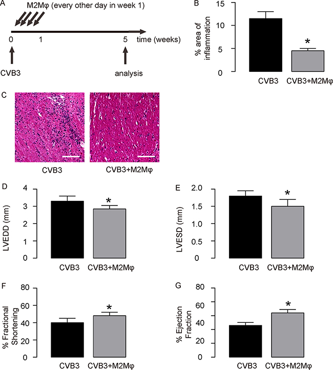 Adoptive transfer of M2 macrophages mimics the effects of IL-13 in CVB3-myocardits.