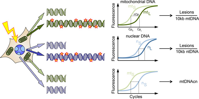 Schematic illustration of the LORD-Q assay allowing the simultaneous quantification of lesions in long DNA probes of mitochondrial (mt) and nuclear (n) genomes and the mtDNA copy number (mtDNAcn).