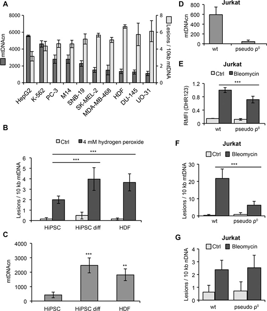 Correlation of mtDNA damage and copy number.