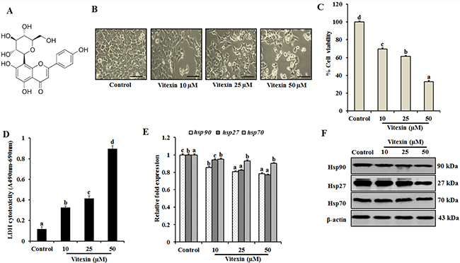 Vitexin inhibits cell proliferation and exerts cytotoxic effects against human colorectal cancer cells.