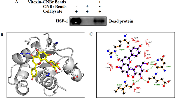 Vitexin binds to the DNA binding domain of HSF-1.