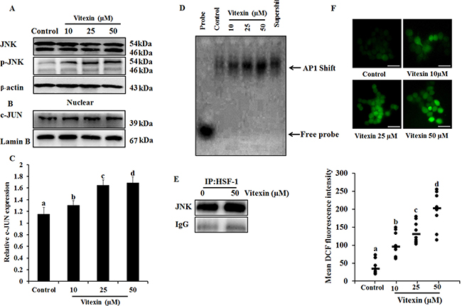 JNK activation and ROS generation by vitexin.