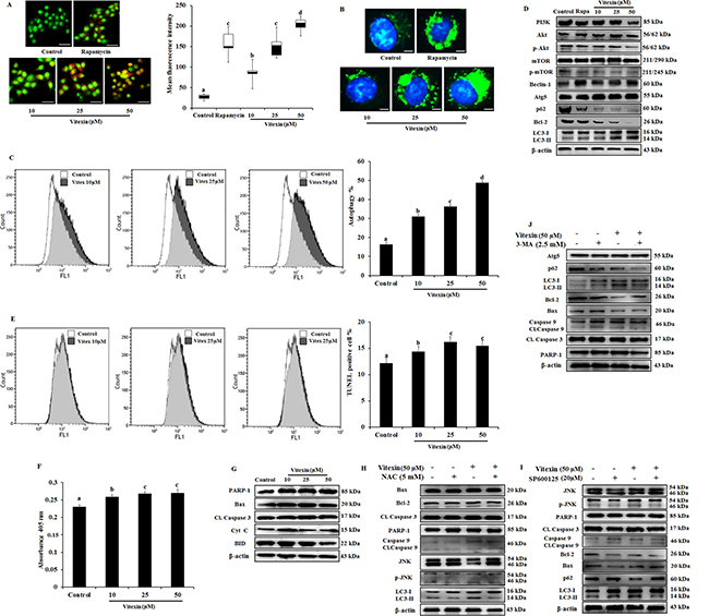 Evidence that vitexin induces autophagy which contributes to cell death.