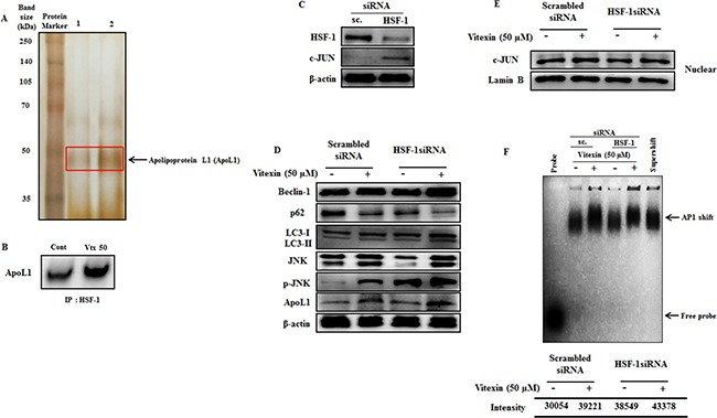 Vitexin promotes induction of JNK and BH3-only protein ApoL1 in HSF-1 knockdown cells.