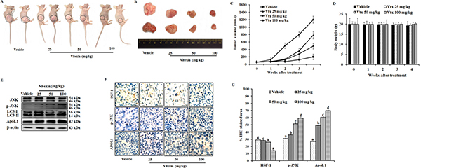 Vitexin inhibits growth of human colorectal xenograft in vivo.