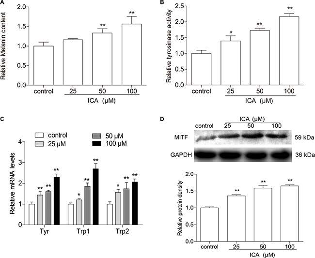 The effect of ICA on melanin content and tyrosinase activity in B16 cells.