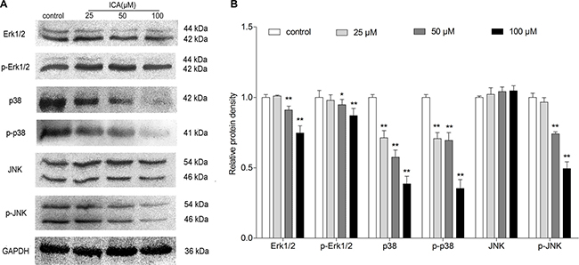 The effect of ICA on protein expression levels of MAPK signaling molecules in B16 cells.