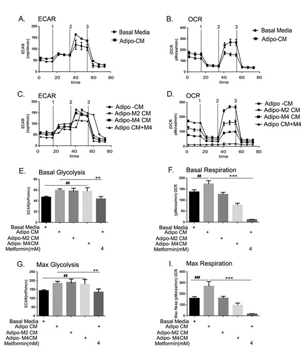 FIGURE 8: Adipocytes altered the cellular bioenergetics of the cancer cell.