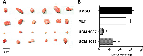 Antitumor activity of melatonin analogues in a xenograft mouse model.