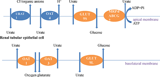 Uric acid transports in kidney epithelial cells.
