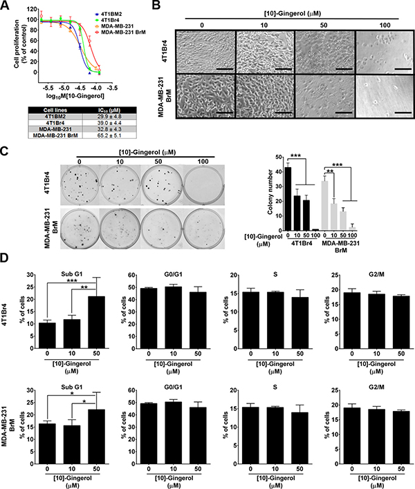 [10]-gingerol induces concentration-dependent cell death in mouse and human metastatic TNBC cells in vitro.