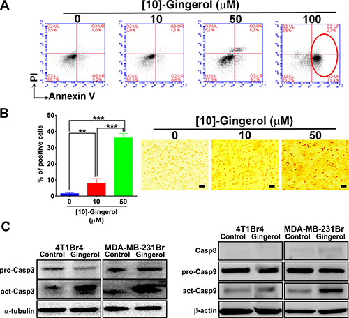 [10]-gingerol induces concentration-dependent apoptosis in metastatic TNBC cells in vitro.