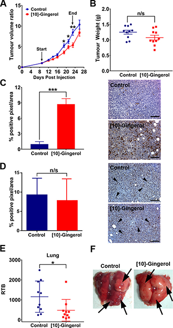 [10]-gingerol delays orthotopic tumour growth and inhibits spontaneous metastasis.