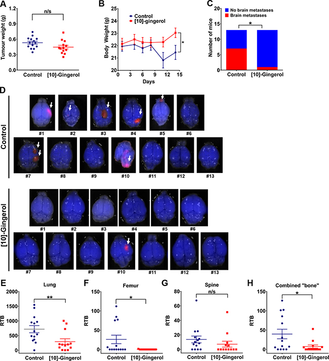 [10]-gingerol inhibits 4T1 spontaneous metastasis to brain.