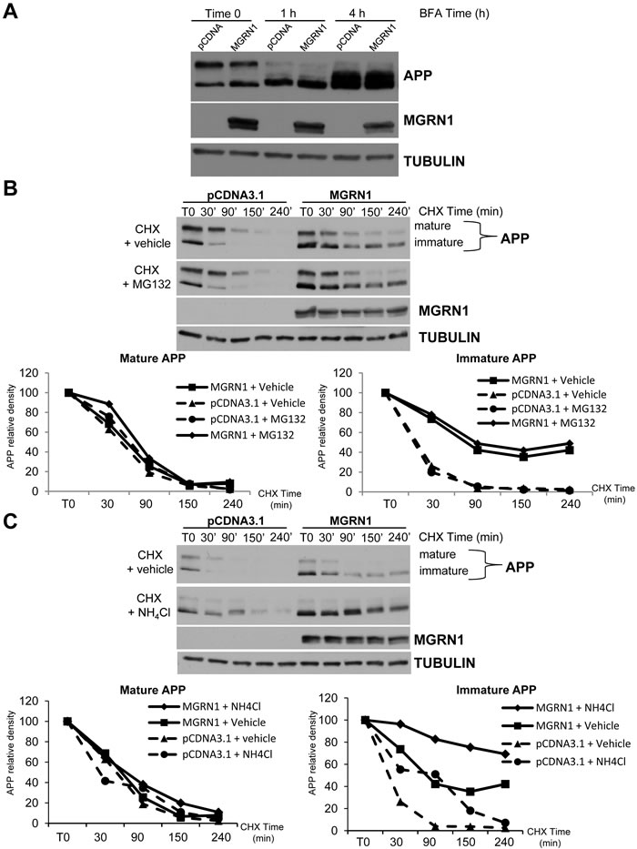 MGRN1 inhibits nonlysosomal degradation of APP.