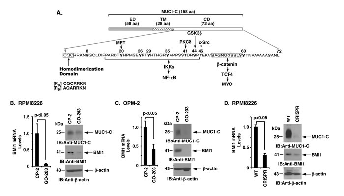 Targeting the MUC1-C cytoplasmic domain downregulates BMI1 expression.