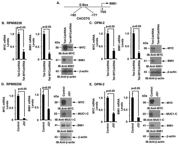 MUC1-C regulates BMI1 expression by a MYC-dependent mechanism.