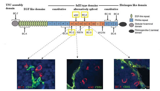 Expression of the large TNC isoform containing the A1, A2, A4, and B FnIII domains.