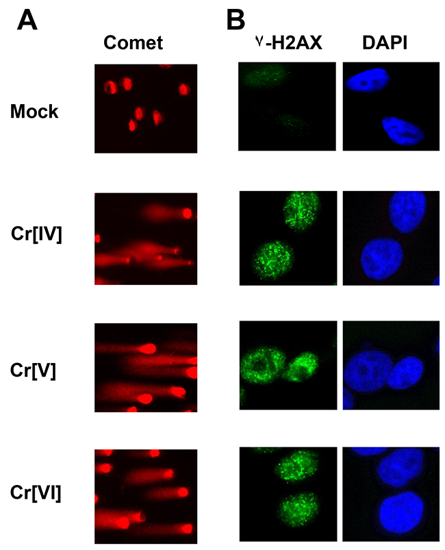 Cellular exposure to Cr[VI], Cr[V], or Cr[IV] results in DNA double-strand breaks.