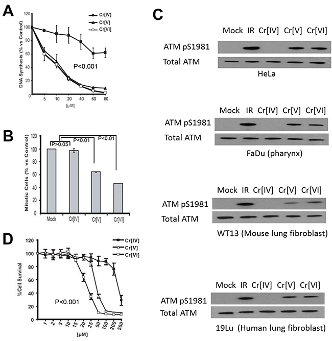 Exposure to Cr[IV] fails to induce an optimal DNA damage response.
