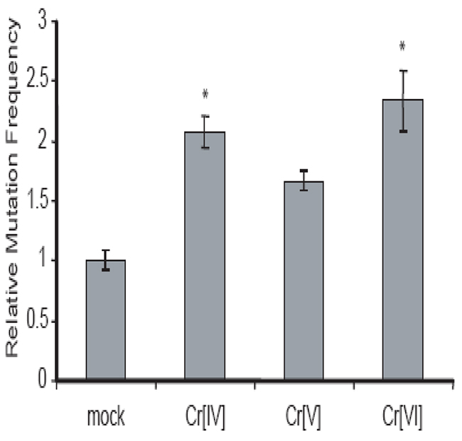 Cr[IV] causes higher rates of mutation in the HPRT gene compared to Cr[V].