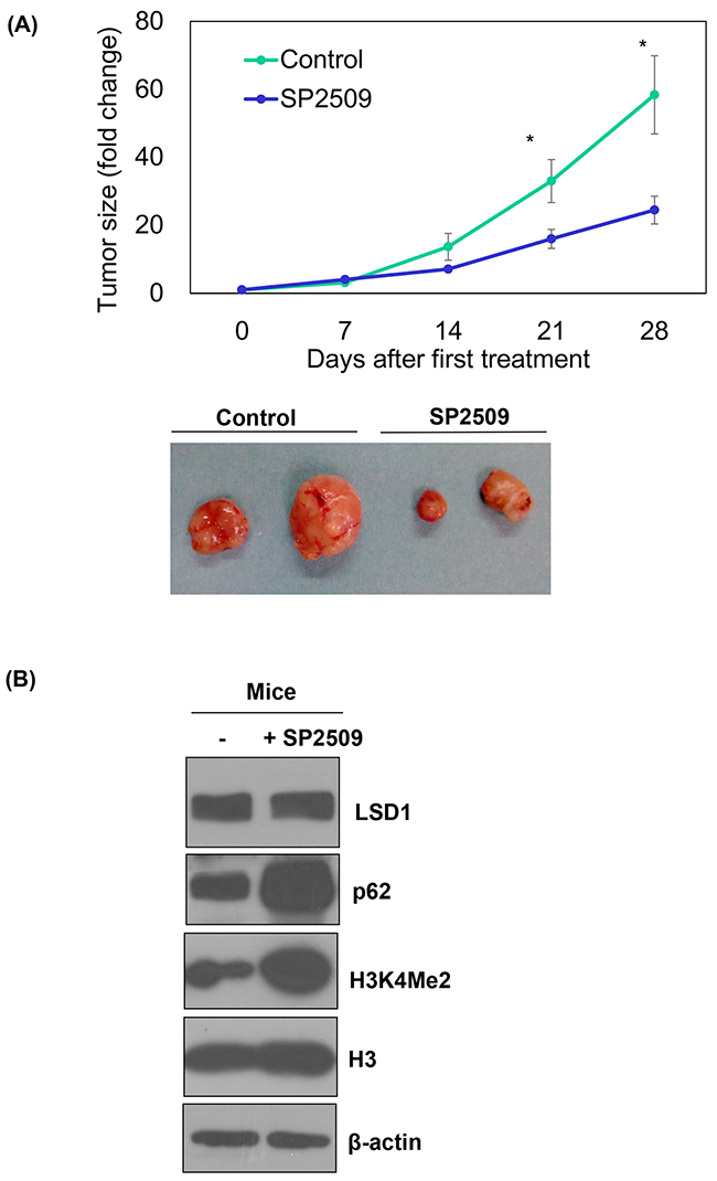 In vivo regulation of p62 by an LSD1 inhibitor.