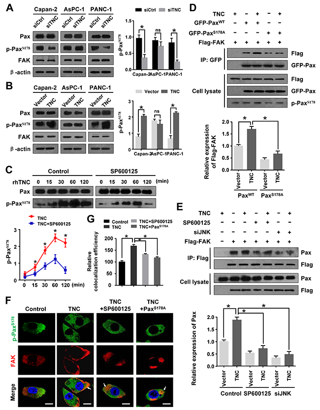 JNK/FAK mediated TNC-induced PaxillinS178 phosphorylation.