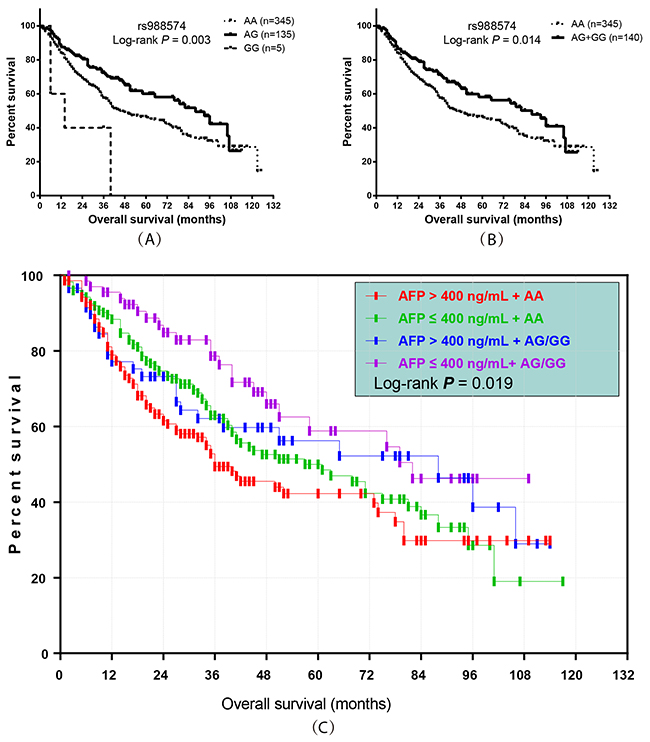 Prognostic value of ITGA1 SNP rs988574 genotype in HBV-related HCC patients.