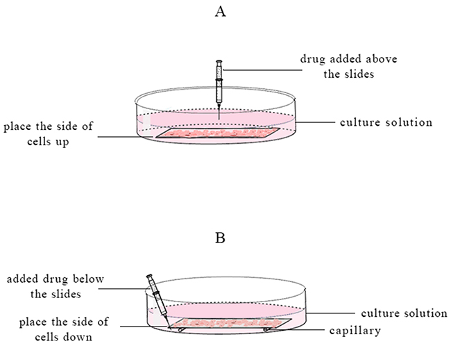 The schematic diagram of different slide placement and drug added methods.