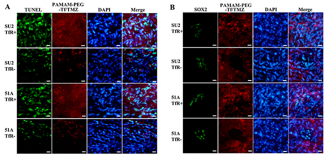 Uptake and cytotoxicity of PAMAM-PEG-Tf/TMZ in nude BALB/c mice bearing the TfR+/- tumor cells.