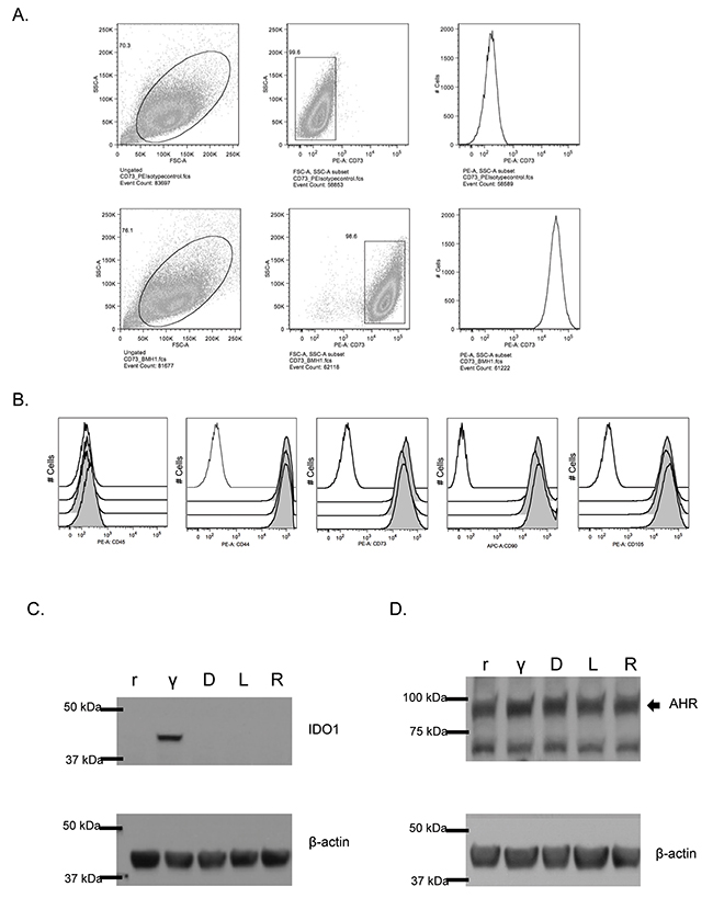 IDO and AHR expression in resting and IFN-&#x03B3;-stimulated MSC treated with 1MT.