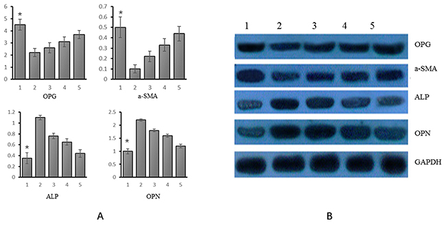 mRNA and protein expression of OPG, &#x03B1;-SM-actin, ALP and OPN in different experimental groups.