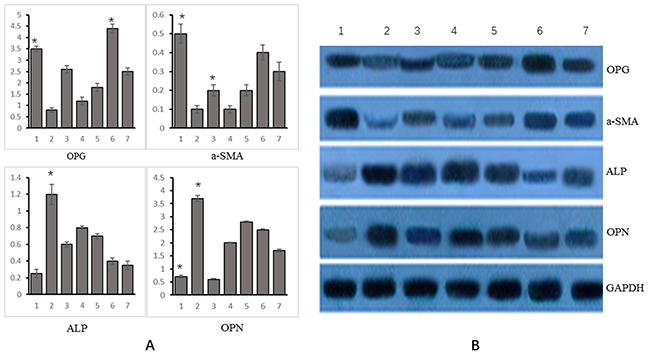 Changes in mRNA and protein expression of OPG, &#x03B1;-SM-actin, ALP, OPN and Runx2 genes in different experimental groups.