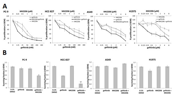 The effect of combining gefitinib and MK2206 on growth and clonogenic survival of NSCLC cells.
